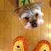 lark@jef (@dkishilark) Twitter profile photo
