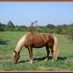 Wife and mother, Mathematics Online Educator, Instructional Technologist, and horse lover!