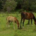 Daniel Mendizabal - @caza_roberto - Twitter