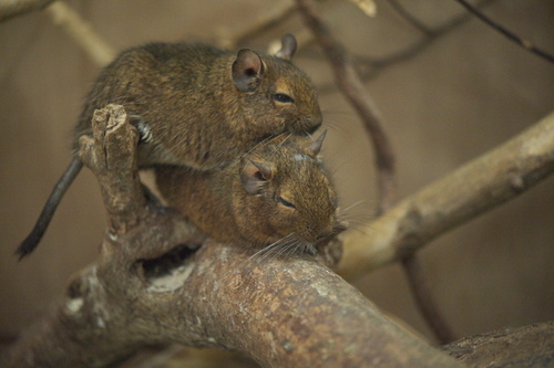 toshiko381758's profile picture. 今年はツイッターデビューしました。来年はフェイスブックでもデビューしましょうか。　　　