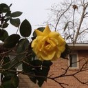 Stella Draper - @dixondst - Twitter