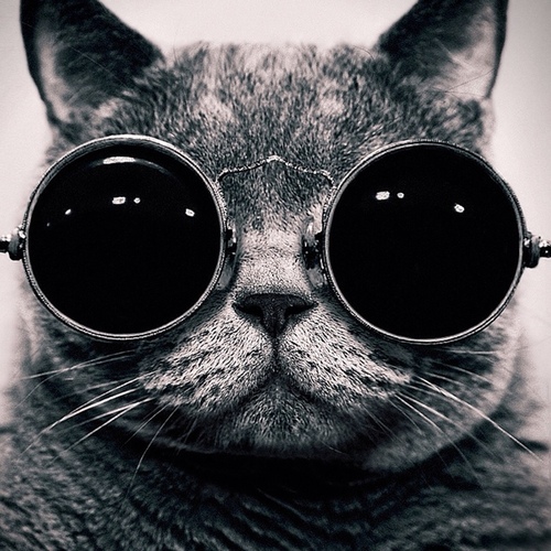 alrasho's profile picture. 