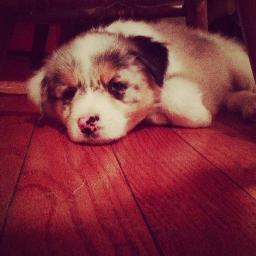 I am Zeus. I live in Zeta Psi. I love playing and I am a Australian Shepherd Blue Merle. Come visit me anytime you like