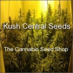 Kush Central Seeds Cannabis Seedshop. Follow us for exclusive discounts and new strain info
Canadian Marijuana Seed Bank