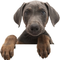 happydogbmore's profile picture. Happy Dog believes that regular exercise and play time makes all of our tails wag a little more! http://t.co/Dibg39YEaj