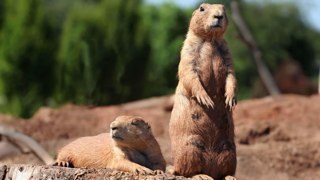 Thegillman69's profile picture. Yes, my photo is a prairie dog...they watch out for each other! I am so sick and tired of Elon’s psyop parade of bots.  It’s ruining what’s left of Twitter.