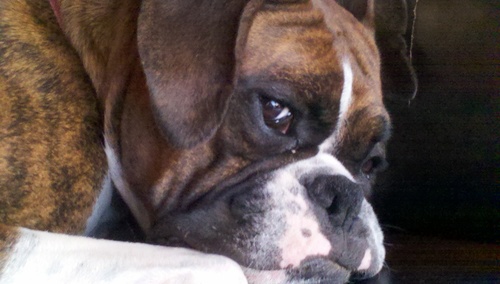 Love my Heavenly Father, my family, my Boxer- Ace. Enjoy Photography, Colored Pencil Artist, Graphic Arts, History, and Nature.