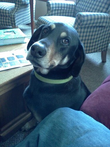 Burtigger's profile picture. Hot Sauce, B-Lo Snow and Blue Cheese run thru my veins!!!