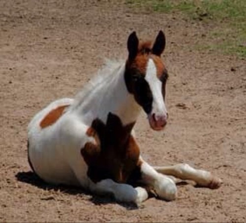 I ride ponies. That's all you need to know. Oh, and I like cupcakes!