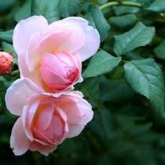 auliaprotozoa's profile picture. Sesungguhnya Al-Qur'an ini memberikan petunjuk kepada (jalan) yang lebih lurus 
QS. Al-Israa' : 9