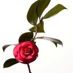 hanafuri_'s profile picture. 「花」や「植物」をあなたの近くに！。PR,イベント開催などご相談ください！自然のお役立ちサイトhanafuri.jpの運営。花のフリーペーパー「hanafuri(ハナフリ）」を刊行。お花の言葉遊び、今日の花言葉、お花や周辺のお役立ち情報をマイペースに発信中です★