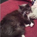 Oliver Pace - @OliverPPrecious - Twitter