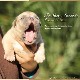 Bringing you the best blue nose pitbulls hands down! Also known as the American Bullies the shorter stockier more layed back version of the American Pit bull