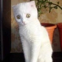 pwdim0n777's profile picture. 