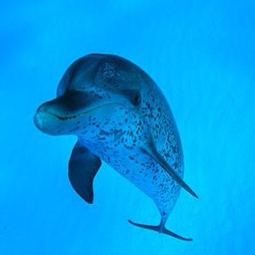 chinadive's profile picture. Hello!
We are the first diving travel agency in China.We are very happy to cooperate with global diving shop&diving resort.Please do not hesitate to contact us!