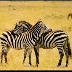 celinalla's profile picture. 