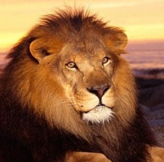 kiyo_kazu_koh's profile picture. 