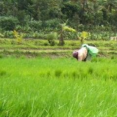 farming