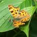 wilv3524 (@groenlunetten) Twitter profile photo