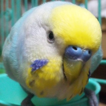 中島愛ちゃん、マクロス。アイコンはセキセイインコの大（だい）さん。成人済。
