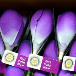 Please wear a crocus and help us @endpolionow. Rapidly going global in a quest to raise US$20 million per year.