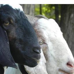 WHY ORGANIC  VEGETABLES & GOAT FARMING
NOW AVAILABLE ORGANIC VEGETABLES AT YOUR DOOR STEP
​