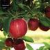 🍎BlackmoorFruit🍓 (@blackmoorfruit) Twitter profile photo