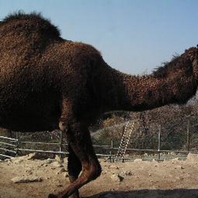 らくだ