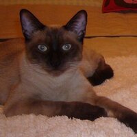 sofka (@sofkagh) 's Twitter Profile