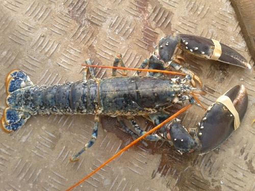 ValerieAnnIH322's profile picture. Owner/Skipper of under 10m fishing vessels. Valerie Ann IH322, Kittiwake RX439 and Rene B IH2