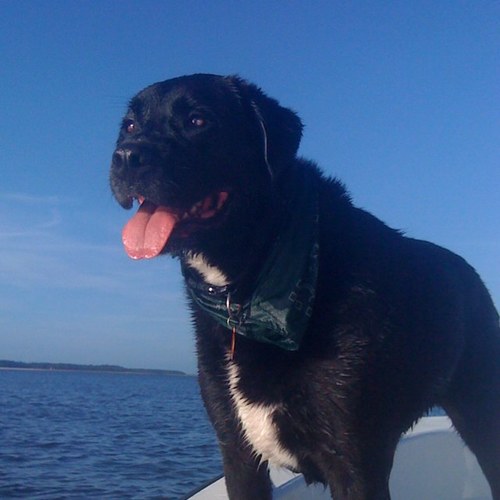 crazy cat lady with a dog obsession - find me @TailWiggles