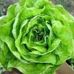Te Regalo una herramienta para Convertir 5 Amigos en 244.000 LECHUGAS VERDES sin invertir ni un céntimo, INCREIBLE!!! http://t.co/TrdbfQshzh  #lechugaverde