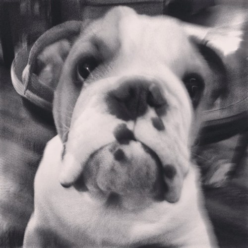 BulldogChester