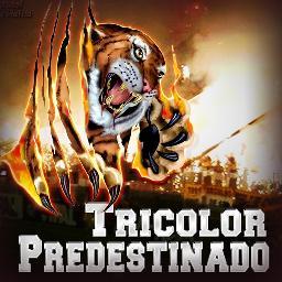 O Twitter oficial da página Tricolor Predestinado. #VamosTigre