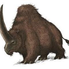 The official twitter of Rhinos all over the world and Gustave the Crocodile