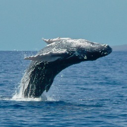 Kate_Bullen's profile picture. A co-founder of High Barn music venue.  Animal lover and foster mum to numerous canine and feline waifs and strays.