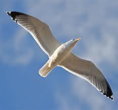 mrgovorun's profile picture. music - trance, book - sense, film - trash, food - all.