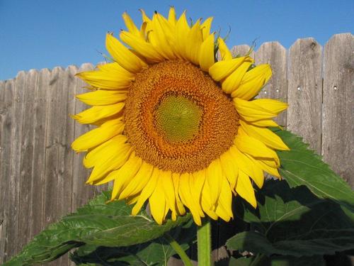 jan3343's profile picture. 