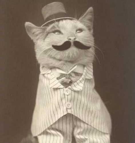 cats_inclothes Profile Picture