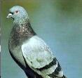 Hey guys I'm Kevin The Super Pigeon. I'm here to rescue the world. So follow me and I will follow back.