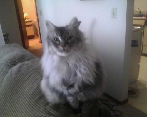 Well My Names Is Lizzy and I'm  the Cutest Kitten Ever :)