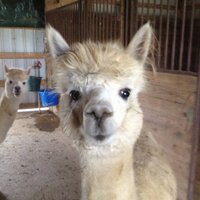 Cheryl Miracle (@cherylmiracle) 's Twitter Profile Photo Cheryl Miracle (@cherylmiracle) 's Twitter Profile Photo