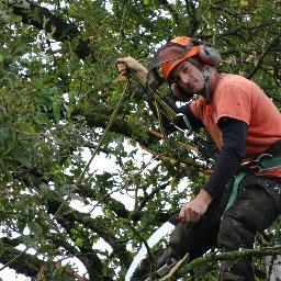 Tree Surgery Brittany Tree Surgeon