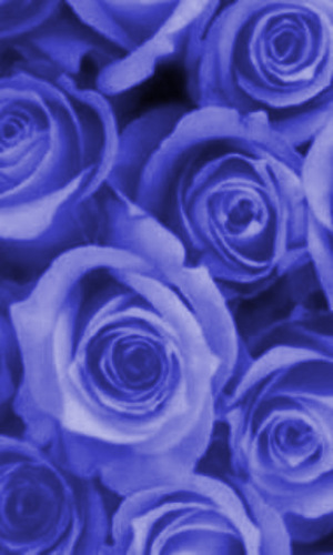 ★★★ど～も蒼い薔薇です★★★まさに、今、同じ時を、生きています！【出逢いは一瞬、出会えば一生】☆☆☆どうぞ宜しくお願いします(^_^=^_^)☆☆☆フォローの輪も広げましょう☆☆☆◆相互フォロー大歓迎o(*^▽^*)o◆リフォロー致します◆お気軽にどうぞ◆☆★☆★☆★