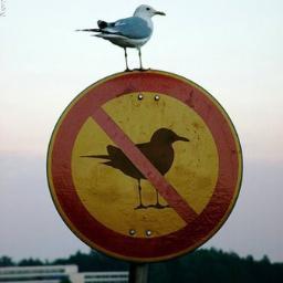 Lunarevelen's profile picture. Algún día dominaré el mundo con un ejército de monos.