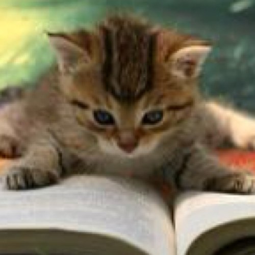 Just a kitten