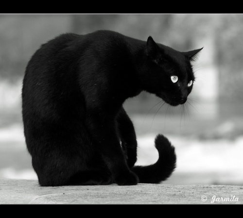 2ndVir's profile picture. 중국 초보