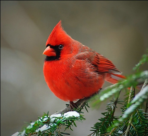 3VBigYear's profile picture. Bird, Three Village, Young Birders Club, West Meadow, Setauket, Stony Brook, Nature, Mount, Arrowhead, Minnesauke, Murphy, Gelinas, Nassakeag, Ward Melville