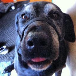 Black lab mixed with a Dalmatian. Has a 11 year old body but still a puppy at heart. The big, spoiled baby of the family! Im in the USA