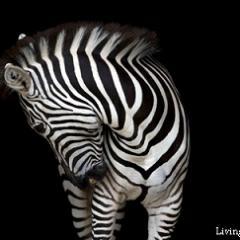 I'm Zinty the Zebra from Hearts & Hands Animal Rescue.I've been trained with Nancy Nunke's Friendship Training techniques and principals! I'm a funny guy!